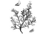 Thorn (Ononis spinosa), common in Palestine